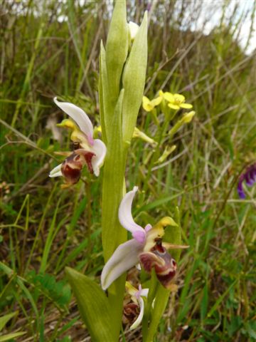 Ophrys oestrifera ? se si che subsp.?